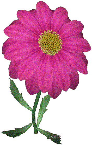 花类 Png透明图片 素材 开埔墩capetown 新浪博客