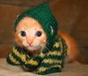 cute kitty