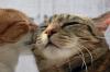kiss