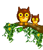 cutey owls