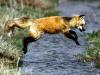 fox jumping