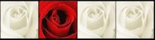 white/red roses