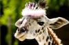 Giraffe wearing tiara