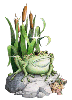 Frog on Rocks