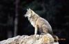 wolf sitting on a rock