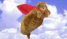 Funny cat in the air!