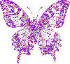 pink/purple butterfly