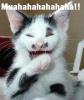 Laughing evil cat