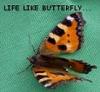 Butterlfly