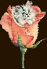 kitty rose