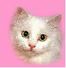 kitty pink