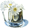 Cup-of-Daisy
