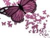 pink butterflies