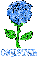 Crystal Blue Rose
