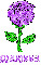 Marissa Purple Rose