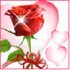Twinkle Love Rose