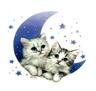 Kittens on Moon