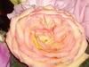 Rose Bloom~Pink