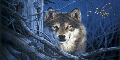 Wolf Tag~Adam