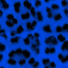 Cheetah ! (Blue)