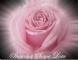 Showing Love, pink rose
