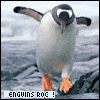 penguins rock!