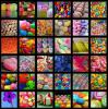 candy collage