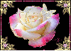 pink and gold rose