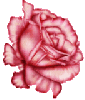 rose2