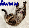 Cat- Awww