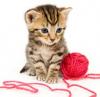 cats playing with yarn