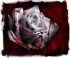 Rose of bloody
