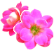 PINK FLOWERS