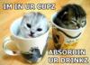 Cats In Cups