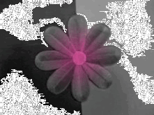 pink flower