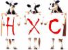 hxc cows