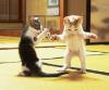 Dancing Kittens