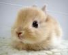 lovely bunny