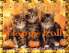 Happy Fall Kittys