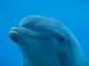 dolphin face