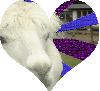 llama love