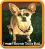 Taco Bell Dog