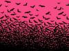 pink bats