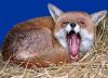 sleepy fox