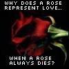 Why Does A Rose Represent Luv?