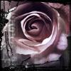 broken rose