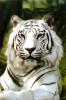 siberian white tiger