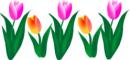 tulips border