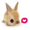cute bunny =3