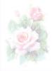 Soft Pink roses Background